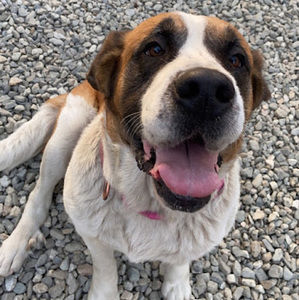 Meet your Posher, Angel